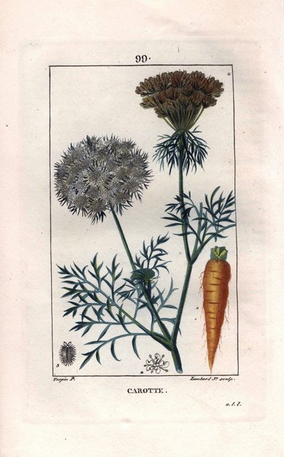 Botanisch: wortel - Wortelwortel en bloem, Daucus carota. Handgekleurde stipple kopergravure door Lambert naar een tekening van Pierre Jean-Francois Turpin uit Chaumeton, Poiret et Chamberet