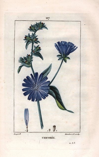 Botanisch: cichorei met bloem - Cichoreiplant en bloem, Cichorium intybus. Handgekleurde stipple kopergravure door Lambert naar een tekening van Pierre Jean-Francois Turpin uit Chaumeton, Poiret et Chamberet