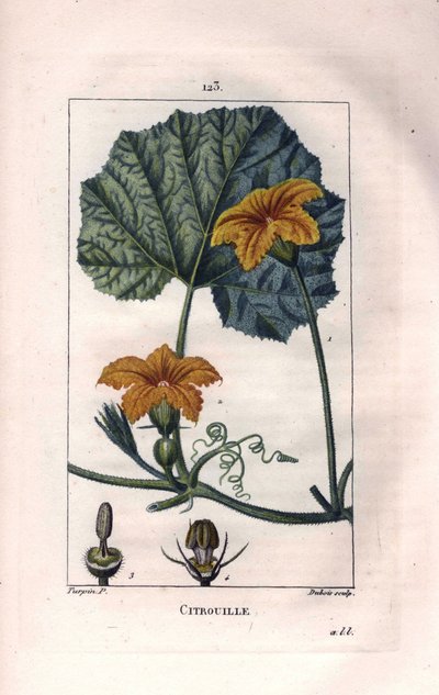 Botanisch: pompoenbloem door Pierre Jean Francois Turpin