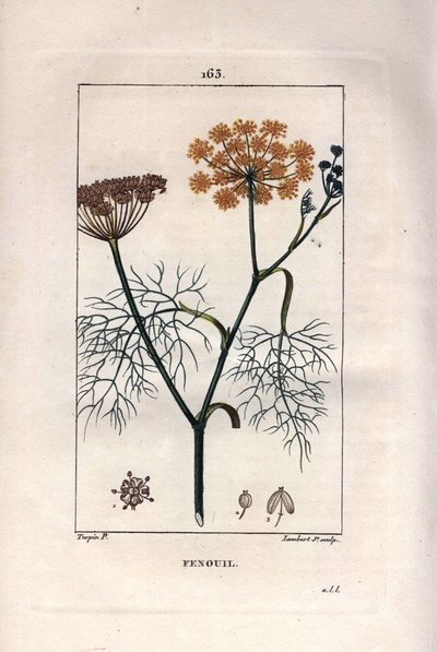Botanie: Venkel, Foeniculum vulgare door Pierre Jean Francois Turpin