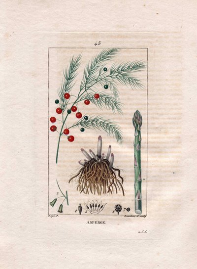 Botanie: asperge - Aspergewortel, bloem en vrucht, Asparagus officinalis door Pierre Jean Francois Turpin