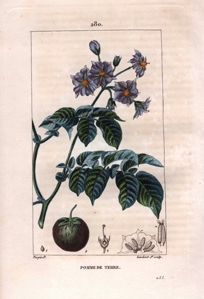 Botanie: aardappel - Aardappelplant, bloemen en fruit. Handgekleurde gravure door Lambert naar een tekening van Pierre Jean-Francois Turpin uit 