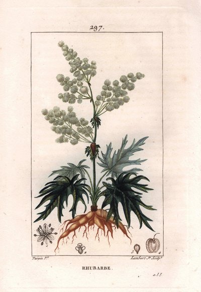 Botanie: rabarber - Rabarberplant, bladeren en wortels. Handgekleurde gravure door Lambert naar een tekening van Pierre Jean-Francois Turpin uit 