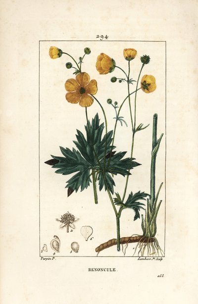 Boterbloem - Rechte boterbloem, Ranunculus acris, met bloem, blad, stengel en wortel door Pierre Jean Francois Turpin