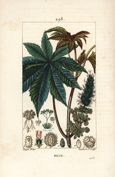 Wonderboom of ricinus, Ricinus communis, met blad, bloem, stengel en zaad door Pierre Jean Francois Turpin