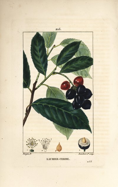 Laurierkers door Pierre Jean Francois Turpin