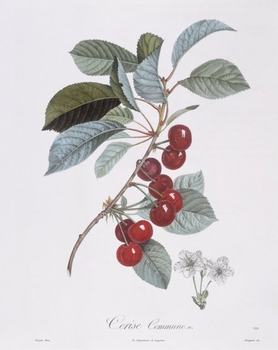 Kersenboom (Prunus avium), Henry Louis Duhamel du Monceau, botanische plaat door Pierre Jean Francois Turpin door Pierre Jean Francois Turpin