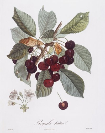 Kersenboom (Prunus avium), Henry Louis Duhamel du Monceau, botanische plaat door Pierre Jean Francois Turpin door Pierre Jean Francois Turpin