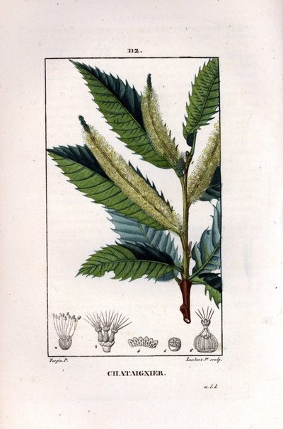 Kastanjetak - Tamme kastanjeboom, Castanea sylvestris. Handgekleurde stipple kopergravure door Lambert Junior naar een tekening van Pierre Jean-Francois Turpin uit Chaumeton, Poiret et Chamberet