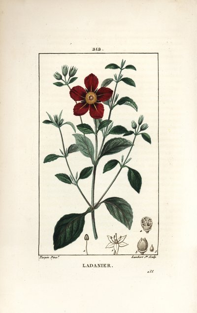 Cistus van Kreta - Gom cistus, Cistus creticus. Handgekleurde stipple kopergravure door Lambert Junior naar een tekening van Pierre Jean-Francois Turpin uit Chaumeton, Poiret en Chamberet