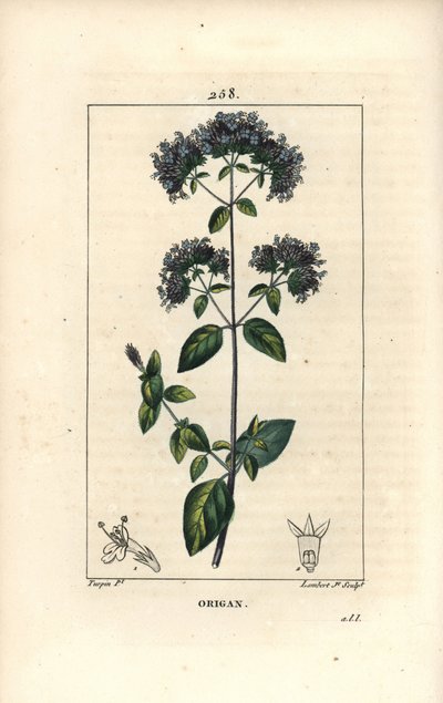 Gewone oregano, ook wel wilde marjolein genoemd, Origanum vulgare, met bloem, blad, stengel en zaad. Handgekleurde stipple kopergravure door Lambert Junior naar een tekening van Pierre Jean-Francois Turpin uit Chaumeton, Poiret en door Pierre Jean Francois Turpin
