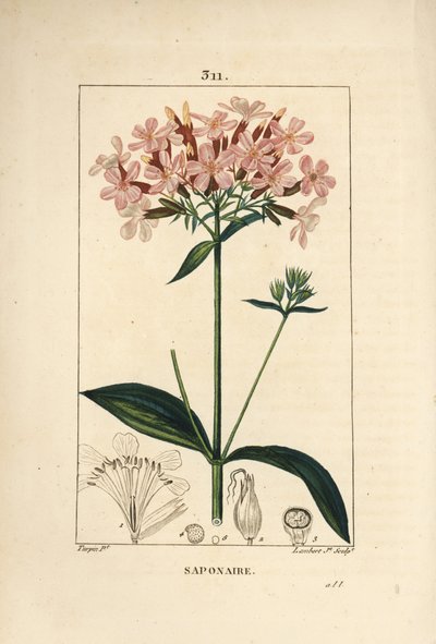 Gewone zeepkruid, Saponaria officinalis, met bloem, blad, stengel en zaad door Pierre Jean Francois Turpin