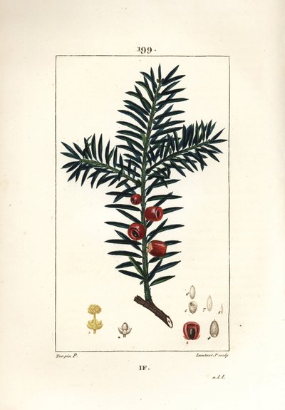 Gewone taxus door Pierre Jean Francois Turpin