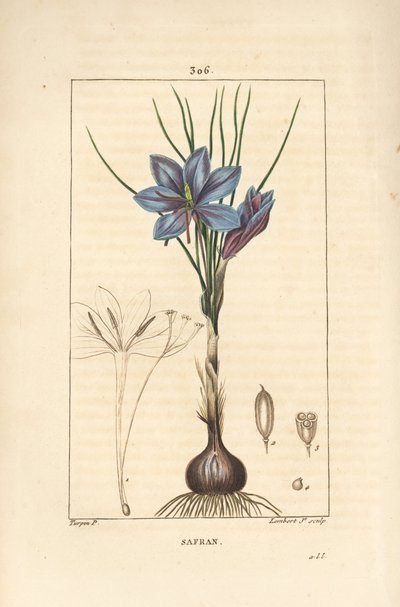 Krokus - Saffraankrokus, Crocus sativus, met bloem, blad, stengel, bol en stigma door Pierre Jean Francois Turpin