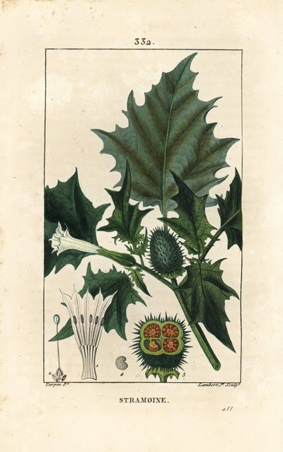 Datura officinalis, doornappel, loco wiet of jimson wiet, Datura stramonium door Pierre Jean Francois Turpin