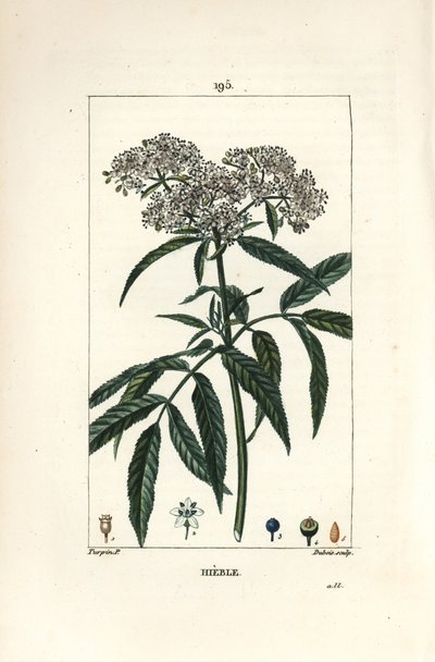 Dwergvlier - Dwergvlier, Sambucus humilis. Handgekleurde stipple kopergravure door Lambert Junior naar een tekening van Pierre Jean-Francois Turpin uit Chaumeton, Poiret en Chamberet