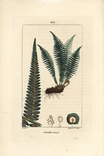 Mannelijke varen - Mannelijke schildvaren, Dryopteris filix-mas. Handgekleurde stipple kopergravure door Lambert Junior naar een tekening van Pierre Jean-Francois Turpin uit Chaumeton, Poiret et Chamberet