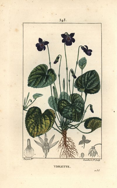 Geurige viooltje door Pierre Jean Francois Turpin