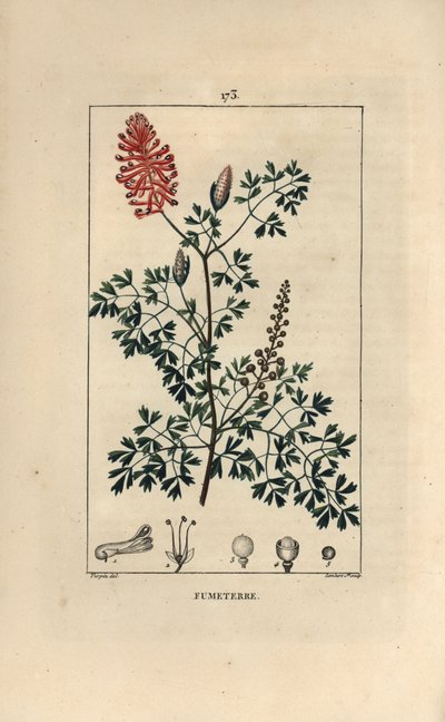 Fumeterre officinale door Pierre Jean Francois Turpin