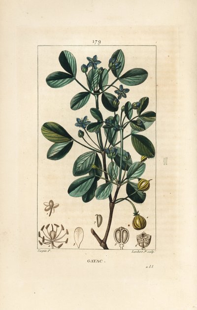 Gaiac of heilig hout door Pierre Jean Francois Turpin