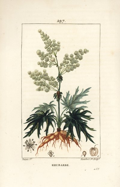 Tuinrabarber - Rabarber, Rheum rhabarbarum (Rheum palmatum), met bloem, steel, blad, zaad en wortel door Pierre Jean Francois Turpin