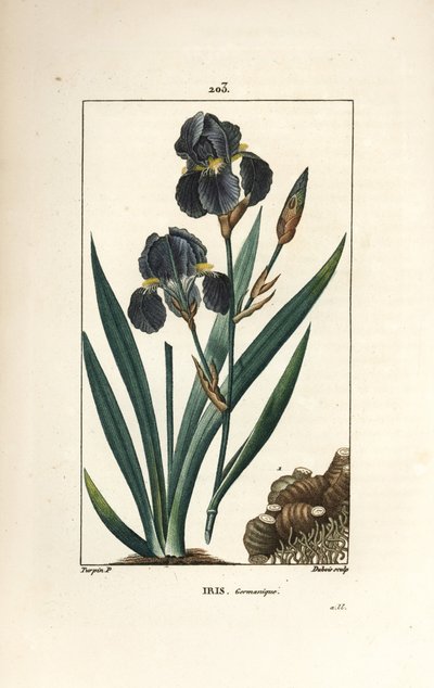 Duitse iris of Tuiniris, Iris germanica, met blad, bloem en wortel door Pierre Jean Francois Turpin