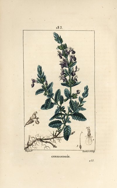 Germandree kleine eik door Pierre Jean Francois Turpin