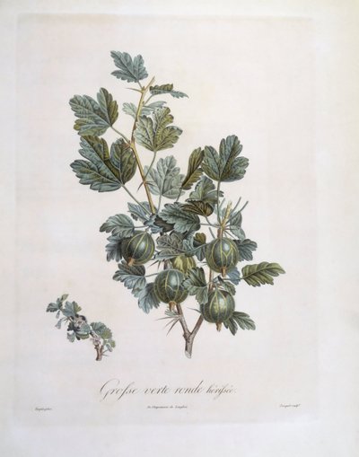 Kruisbes (Ribes uva-crispa), botanische plaat door Pierre Jean Francois Turpin door Pierre Jean Francois Turpin