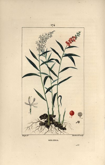Grote galanga of Galanga - Grotere of Thaise galanga, Alpinia galanga, met bloemen, bessen, bladeren en wortelstok. Handgekleurde stipple kopergravure door Lambert Junior naar een tekening van Pierre Jean-Francois Turpin uit Chaumeton, Poiret et Ch door Pierre Jean Francois Turpin