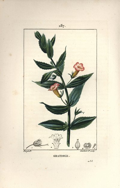 Gratiola officinalis, met bloem, blad en zaad door Pierre Jean Francois Turpin
