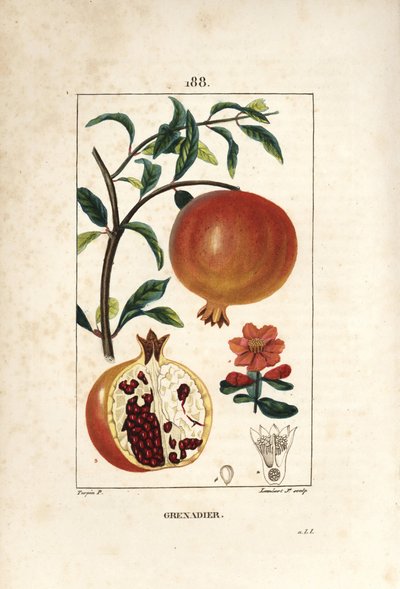 Granaatappelboom, Punica granatum, met blad, bloem, vrucht en doorsnede van de vrucht door Pierre Jean Francois Turpin