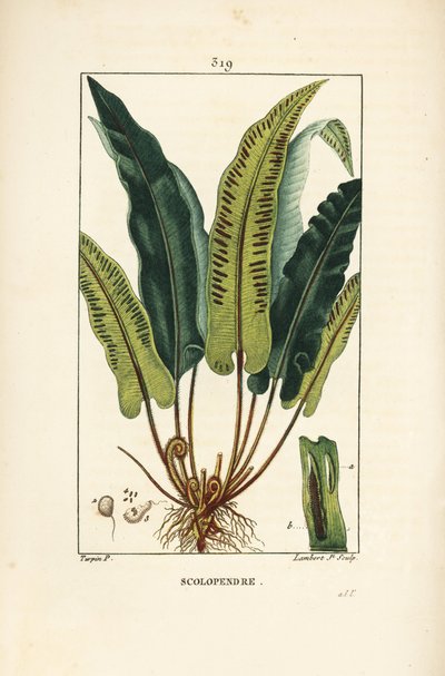 Hertentongvaren, Asplenium scolopendrium, met blad, zaad en wortel door Pierre Jean Francois Turpin