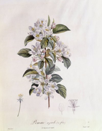 Meidoorn (Crataegus azarolus) bloem, botanische plaat door Pierre Jean Francois Turpin door Pierre Jean Francois Turpin