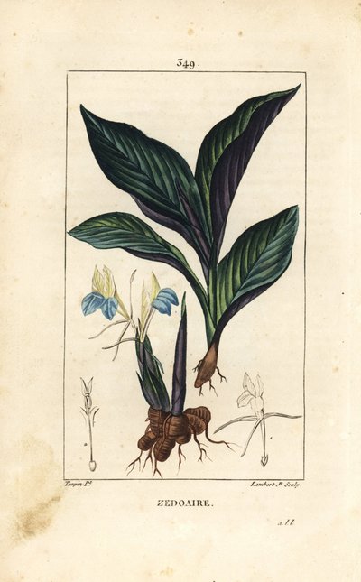 Himalaya krokus - Zedoary, Koempferia rotunda, met bloem, blad, stengel en wortelstok door Pierre Jean Francois Turpin