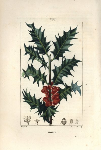 Hulst - Hulst, Ilex aquifolium, met stekelige bladeren en rode bessen. Handgekleurde stipple kopergravure door Lambert Junior naar een tekening van Pierre Jean-Francois Turpin uit Chaumeton, Poiret en Chamberet