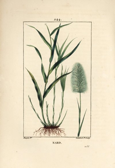 Indiase nardus, spicanard - Spikenard, Andropogon nardus, met blad, wortel en bloem. Handgekleurde stipple kopergravure door Lambert Junior naar een tekening van Pierre Jean-Francois Turpin uit Chaumeton, Poiret en Chamberet