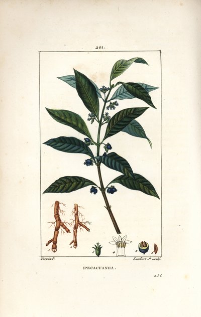 Ipecacuanha, Psychotria emetica, met blad, bloem en wortel door Pierre Jean Francois Turpin