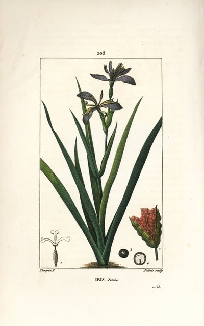 Stinkende iris - Stinkende iris, Iris foetida, met bloem, blad en zaaddoos. Handgekleurde stipple kopergravure door Dubois naar een tekening van Pierre Jean-Francois Turpin uit Chaumeton, Poiret en Chamberet