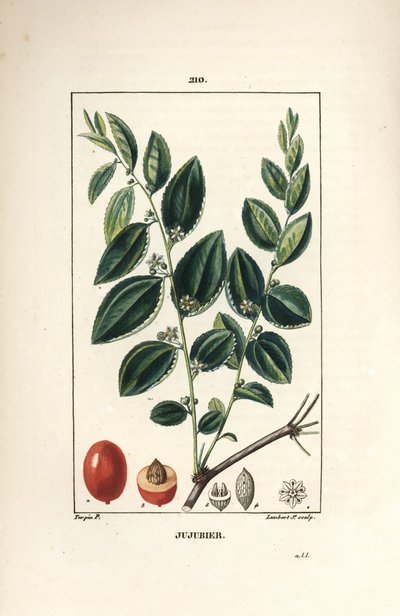 Jujubier tinctuur moeder - Jujubeboom, Rhamnus zizyphus, met bloem, blad en vrucht in doorsnede. Handgekleurde stipple kopergravure door Lambert Junior naar een tekening van Pierre Jean-Francois Turpin uit Chaumeton, Poiret en Chamberet