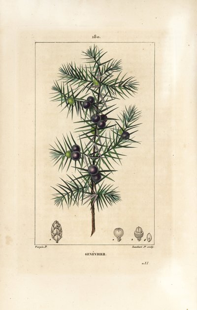 Jeneverbes, Juniperus vulgaris, met blad, bes en steel. Handgekleurde stipple kopergravure door Lambert Junior naar een tekening van Pierre Jean-Francois Turpin uit Chaumeton, Poiret en Chamberet