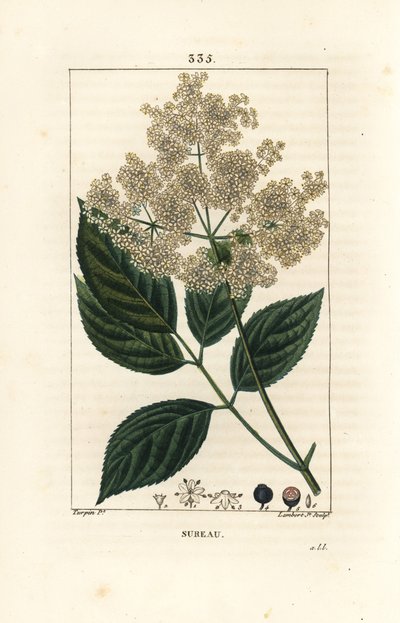 Grote vlier of zwarte vlier - Gewone vlierboom, Sambucus nigra door Pierre Jean Francois Turpin