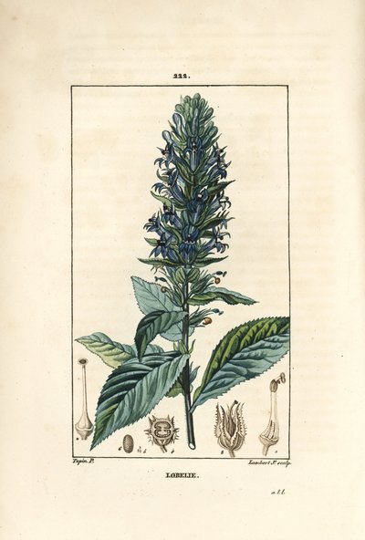 Grote lobelia door Pierre Jean Francois Turpin