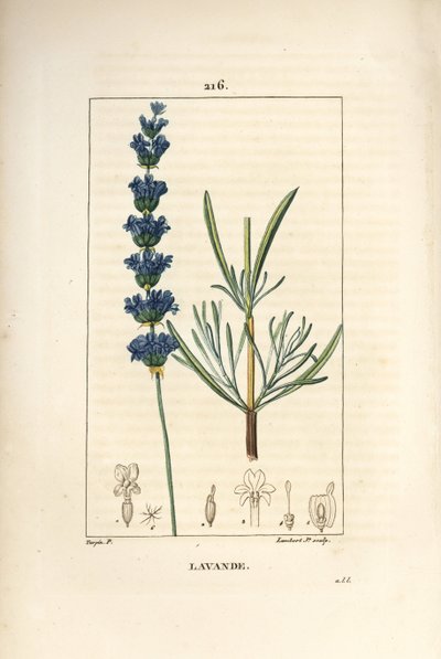 Lavendel aspic - Lavendel, Lavendula spica. Handgekleurde stipple kopergravure door Lambert Junior naar een tekening van Pierre Jean-Francois Turpin uit Chaumeton, Poiret en Chamberet