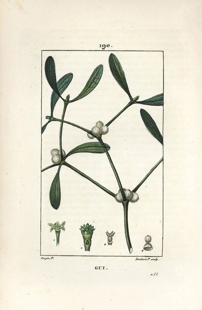 Bladmistel door Pierre Jean Francois Turpin