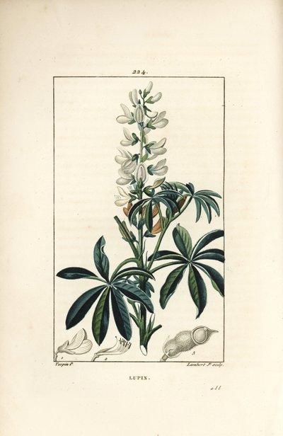 Lupine - Witte lupine, Lupinus sativus. Handgekleurde stipple kopergravure door Lambert Junior naar een tekening van Pierre Jean-Francois Turpin uit Chaumeton, Poiret en Chamberet