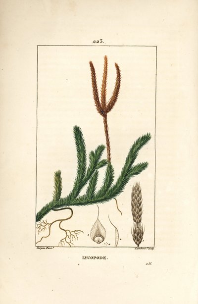 Lycopod officinal of gras met knoppen - Gewone clubmos, Lycopodium clavatum. Handgekleurde stipple kopergravure door Lambert Junior naar een tekening van Pierre Jean-Francois Turpin uit Chaumeton, Poiret en Chamberet