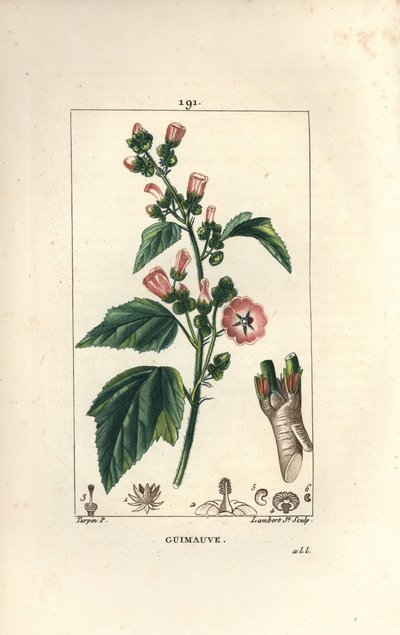 Heemst, Wilde heemst of Witte heemst - Heemst, Althaea officinalis. Handgekleurde stipple kopergravure door Lambert Junior naar een tekening van Pierre Jean-Francois Turpin uit Chaumeton, Poiret en Chamberet