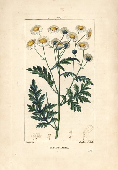 Matricary - Moederkruid, Matricaria vulgaris. Handgekleurde stipple kopergravure door Lambert Junior naar een tekening van Pierre Jean-Francois Turpin uit Chaumeton, Poiret en Chamberet