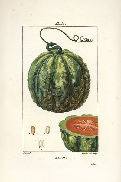 Meloen, vrucht - Meloen, Cucumis melo, met vrucht in doorsnede. Handgekleurde stipple kopergravure door Lambert Junior naar een tekening van Pierre Jean-Francois Turpin uit Chaumeton, Poiret en Chamberet