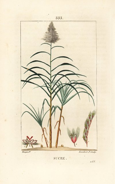 Edele rietsuiker door Pierre Jean Francois Turpin